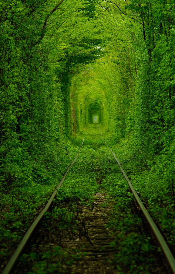 Conoce los túneles de arboles más hermosos del mundo ¡Hay que ir a  visitarlos! - ElNoti.com