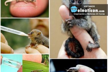 Los 10 animales más pequeños del mundo ¡Son hermosos!