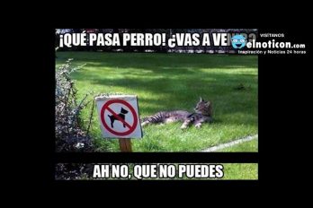 ¿Qué pasa perro, vas a venir?