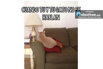 Cuando tú y tu gato no se hablan