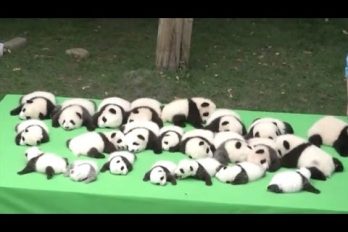 Morirás de ternura con estos bebés panda ¡Parecen peluches!
