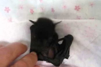 Nunca has visto un bebé murciélago más tierno que este ¡Es precioso!