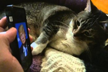 Mira la reacción de este gato cuando ve una foto de Donald Trump ¡Es muy expresivo!