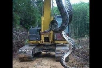 ¡Esta anaconda es enorme! Toda una belleza de la naturaleza