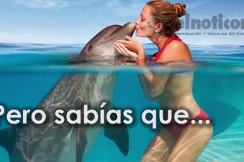 Los secretos que no conocías de los delfines ¡Hermosos pero misteriosos!