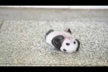 Este panda bebé luchando por levantarse ¡Es una ternurita!