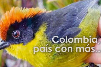 Las aves más bellas de Colombia ¿Las conoces?