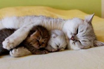 Los Gatos más Cariñosos del mundo ¡Gatos que Abrazan!!