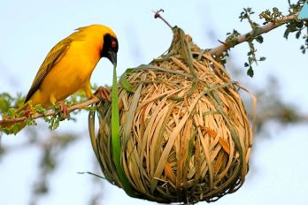 Los nidos más asombrosos del mundo animal ¡Quedarás con la boca abierta!