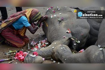 En la India: Mueren dos elefantes después de chocar con un cable de alta tensión