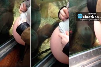 La reacción de este orangután ante la pancita de una embarazada te tocará el corazón ¡Es una ternura!