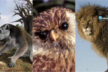 7 animales que se extinguieron antes de que pudiéramos conocerlos ¡Eran hermosos!