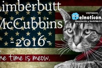 Limberbutt McCubbins, el gato que quiere ser presidente de Estados Unidos ¡Una historia real!