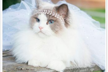 Princess Aurora ha conquistado Instagram como la gatita más hermosa del mundo