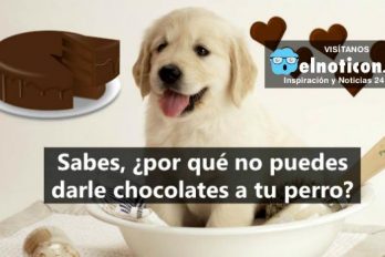 Si amas a tu perro, nunca le vayas a dar chocolates
