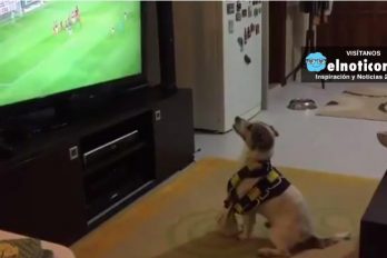 Este adorable perro es un fanático del fútbol, así celebra un gol de su equipo