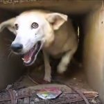 Así fue el increíble rescate de este perro atrapado en un desagüe en Perú