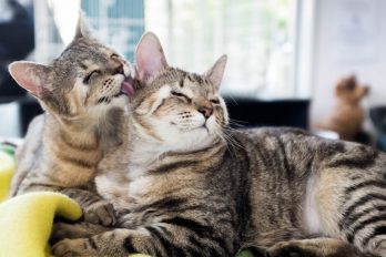 Estos dos gatitos nacieron sin párpados pero ahora están listos para conseguir un nuevo hogar