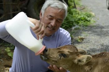 Este hombre japonés decidió arriesgar su vida para poder alimentar animales abandonados