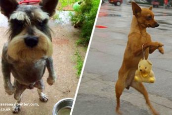 15 Perros que adoran caminar como personas