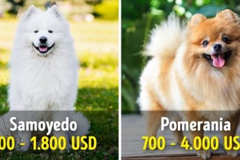 19 Perros que cuestan una fortuna