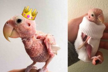 Una de las mascotas más populares de Instagram es un pájaro sin plumas
