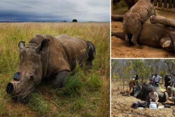 Cortan los cuernos de los rinocerontes como medida drástica para detener la caza furtiva