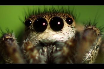 6 datos muy interesantes de las arañas ¿te parecen lindas y misteriosas?