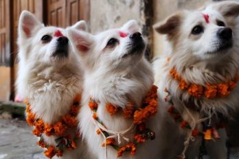 Conoce el festival que le rinde homenaje a los perritos ¡Son lo más lindo del mundo!