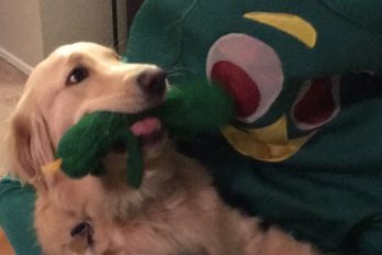 Este perrito ve cómo su juguete favorito cobra vida ¡Su reacción es alucinante!