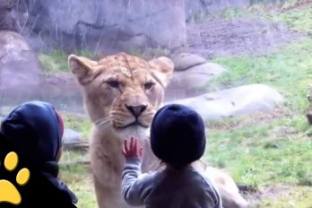 Estos niños en el zoológico son muy divertidos ¡Para reír un buen rato!