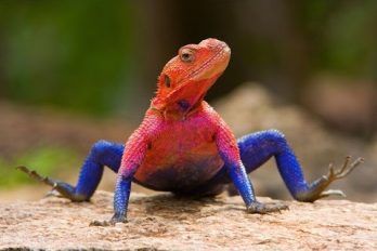 Los 10 reptiles más hermosos del mundo ¡son muy extraños pero lindos!