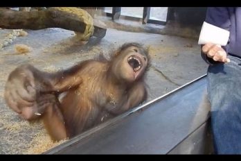La reacción de este orangután ante un truco de magia es simplemente genial ¡Qué divertido!