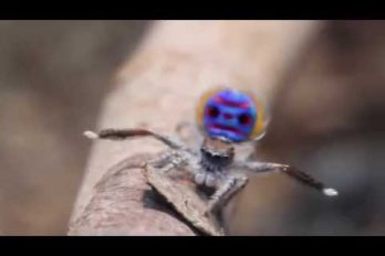La naturaleza puede ser muy divertida. Conoce a la araña pavo real ¡Impresionante!