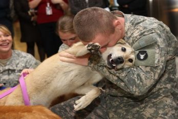 Perros enloquecen al ver a sus dueños militares después de mucho tiempo y los hacen llorar de emoción