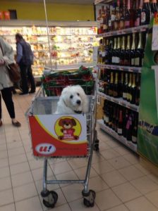 Supermercado en Finlandia diseña carritos especiales para perros