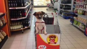perro-supermercado