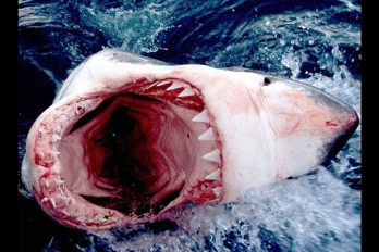 Este enorme tiburón rompe la jaula donde estaba un buzo ¡Qué aterrador!