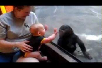 ¡Qué hermoso este chimpancé! Mira como reacciona al ver a un bebé