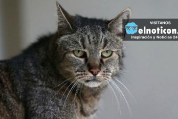 “Nutmeg” el gato más viejo del mundo ya tiene 31 años