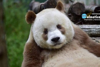 El único oso panda marrón del mundo busca novia