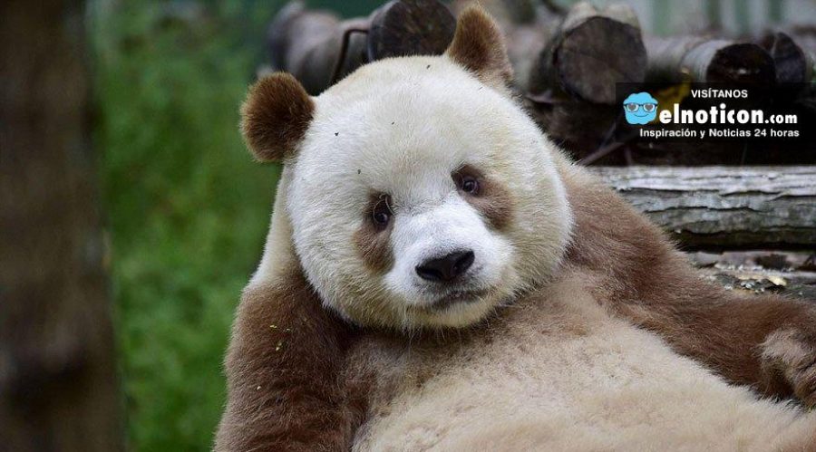 El único oso panda marrón del mundo busca novia