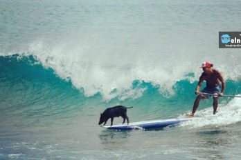 Este cerdito un día cayó al agua. Ahora es el cerdo surfista más famoso del mundo