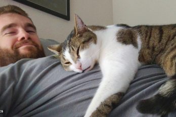Es por esto que los gatos adoran dormir encima de las personas