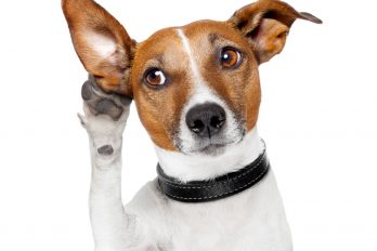 3 consejos para eliminar pulgas de tus mascotas naturalmente