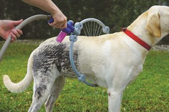 Un collar que te avisa cuando sacar a tu perro a pasear… ¡Los inventos más locos y útiles para mascotas!