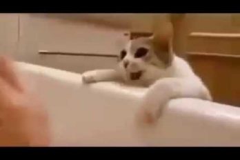 Este gatito nunca dejará que te ‘ahogues’ en la bañera. ¡Es todo un héroe!