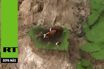 ¡Sorprendente! Tres vacas sobrevivieron al devastador terremoto en Nueva Zelanda. Ver para creer