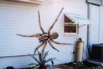 Las 10 arañas más grandes del mundo ¡Quedarás impresionado con su tamaño!