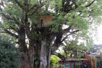 Así es la casa en el árbol más espectacular de mundo, construida con materiales reciclables y hasta tiene sótano